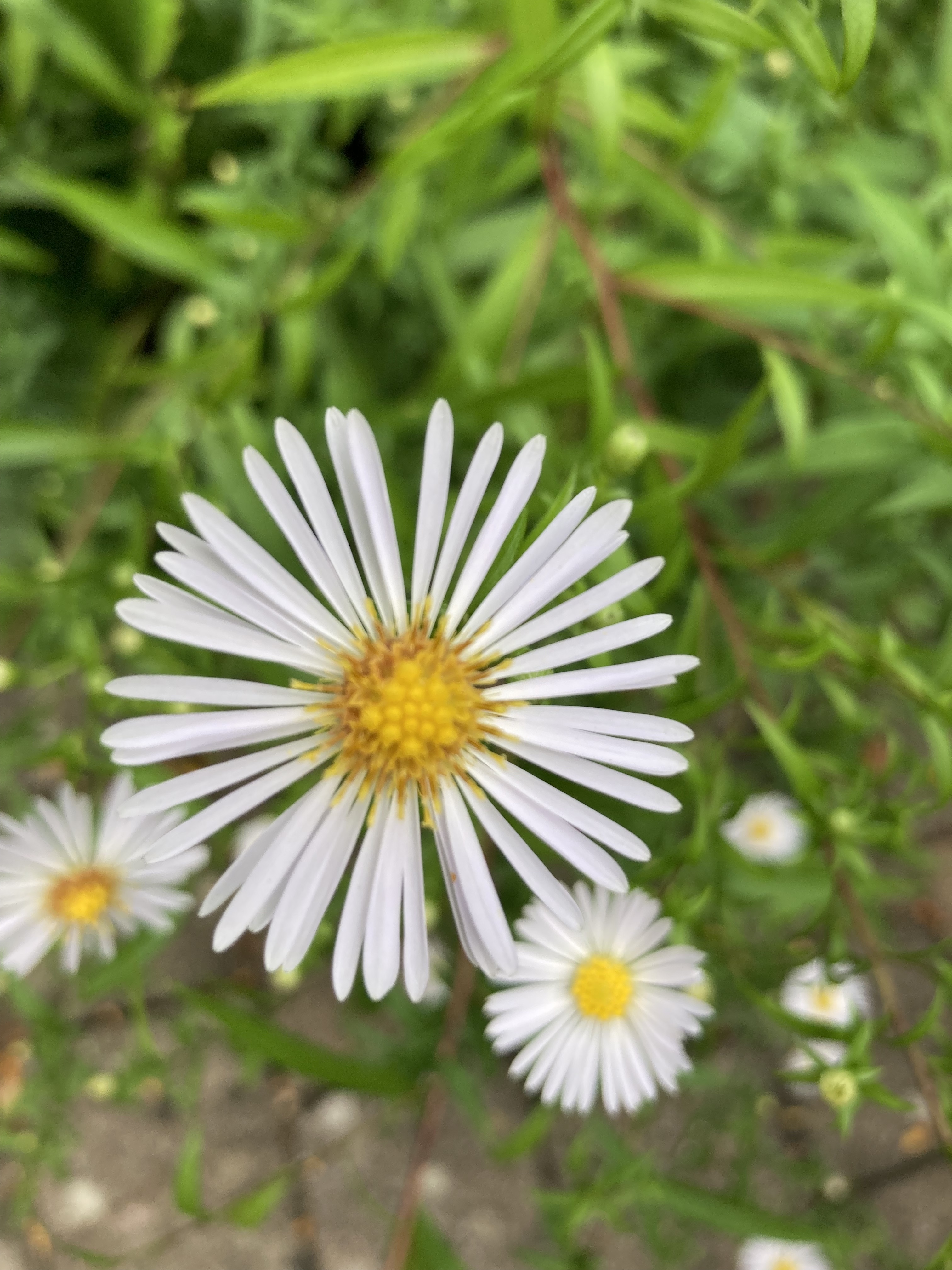 daisy
